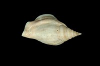 藏品(日本竹筍鳳凰螺)的圖片